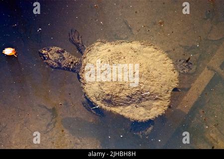 Tartaruga australiana, Elseya sp. Broken River, Queensland, Australia. Foto Stock