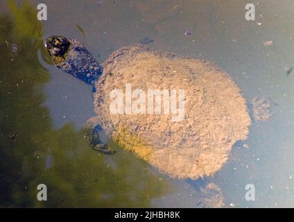 Tartaruga australiana, Elseya sp. Broken River, Queensland, Australia. Foto Stock