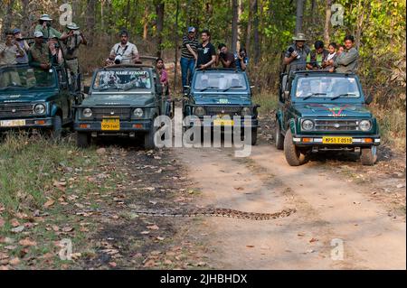 Eco turisti si incontrano con un grande Phyton indiano (Tiger python, Python molurus) nel Parco Nazionale di Kanha, India. Foto Stock