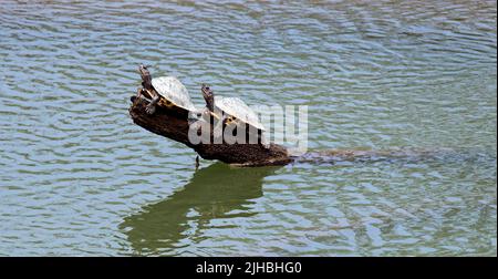 La tartaruga coperta in via di estinzione Assam (Pangshura sylhetensis) dal fiume Diflu in Kaziranga, Assam, India. Foto Stock