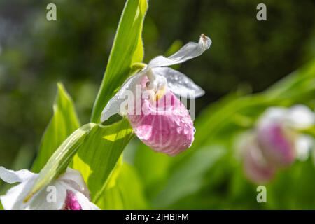 Showy Lady Slipper Orchid Flowers Growing Wild in Minnesota Northwoods Wilderness Area Foto Stock