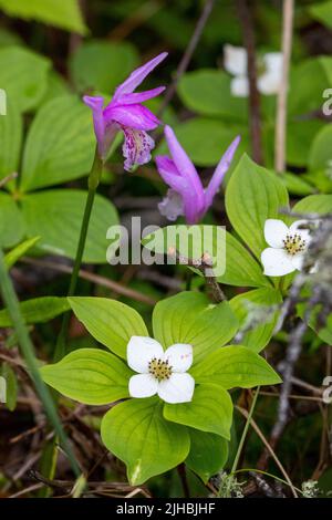 Dragon's Mouth Orchid e Bunchberry in fiore nel Minnesota Bog Foto Stock