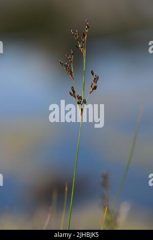 Rush di Saltmarsh (Juncus gerardii) da HIDRA, Norvegia sud-occidentale nel mese di luglio. Foto Stock