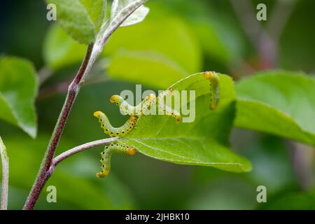 Foglia di mela sawfly (Pristiphora maesta). Foglia di mela sawfly (Pristiphora maesta). Foto Stock