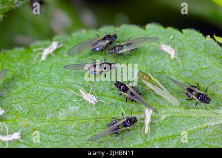 Mealy susina apide Hyalopterus pruni infestazione sul lato inferiore della foglia di prugne. Foto Stock