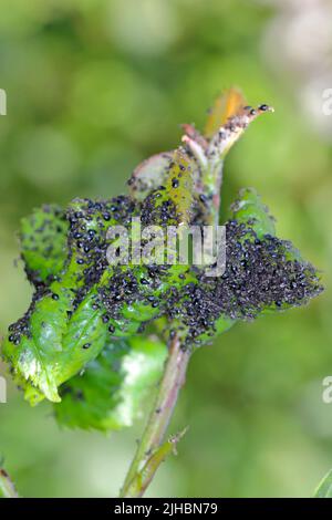 Colonia di apide di Cerry nero (Myzus cerasi) su foglia. Foto Stock