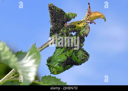 Colonia di apide di Cerry nero (Myzus cerasi) su foglia. Foto Stock