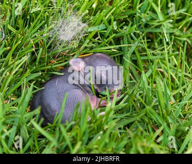 Coniglio di cottontail del bambino nel prato del cortile. Flora e fauna selvatiche, animali e concetto di conservazione dell'habitat Foto Stock