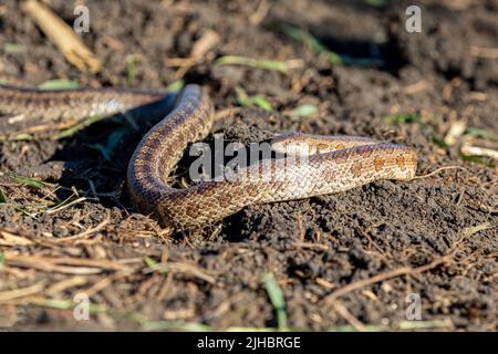 Primo piano di Prairie kingsnake in campo. Concetto di conservazione della fauna selvatica, perdita di habitat e conservazione. Foto Stock