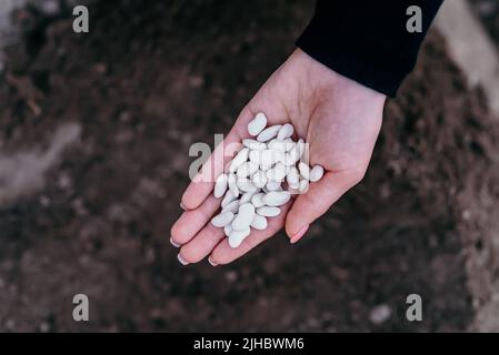 Agricoltore femmina che detiene fagioli bianchi crudi, pronto a sparire semi in terreno orto vegetale in primavera. Agricoltura biologica e giardinaggio Foto Stock