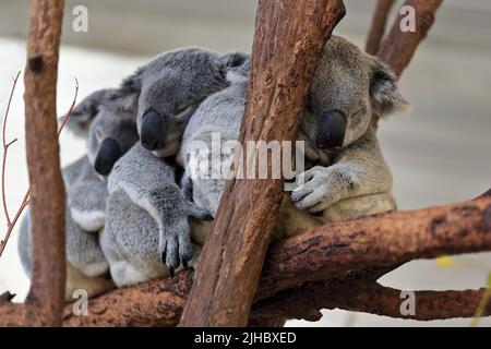 056 tre piccoli koala di pelliccia grigia che dormono sui rami degli alberi di eucalipto. Brisbane, Australia. Foto Stock