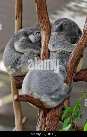 057 tre piccoli koala di pelliccia grigia che dormono sui rami degli alberi di eucalipto. Brisbane, Australia. Foto Stock