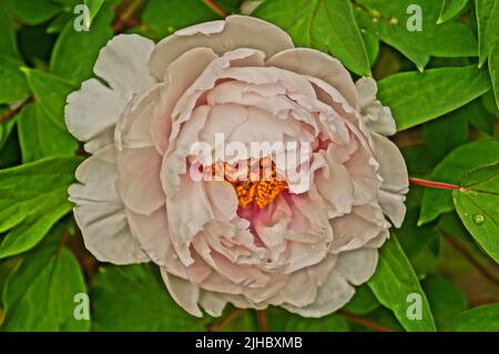 Fiore di peonia con delicati petali rosa e centro giallo su un ramo con foglie verdi su un cespuglio nel parco Foto Stock