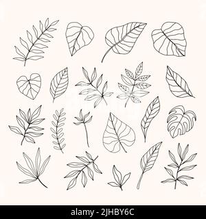 Set di foglie tropicali vettoriali, elementi di disegno disegnati a mano Illustrazione Vettoriale