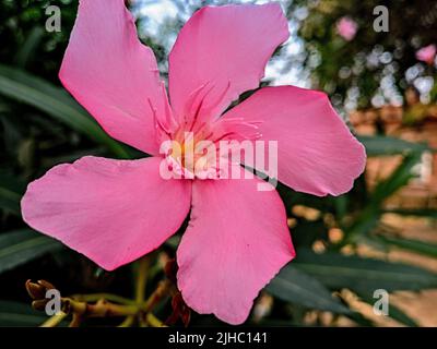 Primo piano di un fiore di oleandro rosa fiorito (zakkum) con foglie verdi sullo sfondo Foto Stock