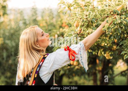 Giovane donna bionda in serbo abiti tradizionali raccogliere pere da un albero Foto Stock