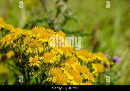 Fiori e piante in estate, colori estivi dipinti con fiori Foto Stock