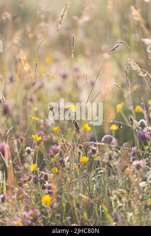 Trifoglio rosso e altri fiori e erbe selvatiche in un prato nel mese di luglio nella campagna inglese nel Northumberland vicino al Vallo di Adriano Foto Stock