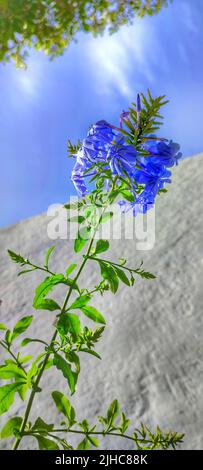 Un colpo verticale di fiori di Lobelia viola in fiore Foto Stock