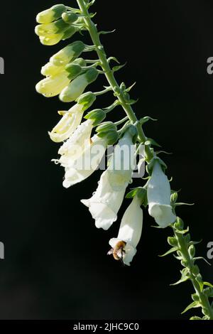 Un'ape di carda comune (Bombus Pascuorum) che entra in un fiore su un Foxglove bianco (Digitalis Purpurea F. Albiflora) in estate Sunshine Foto Stock
