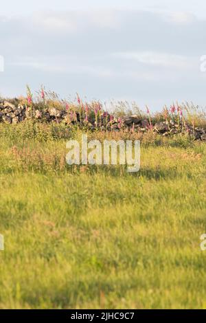 Foxguants (Digitalis Purpurea) con una varietà di fiori e erbe selvatiche che crescono nella mensola di pietra asciutta Walling al bordo del pascolo di ruvida Foto Stock