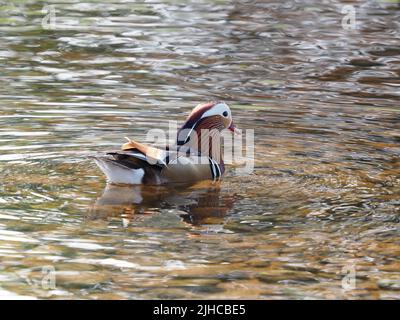 Un drake, Aix Galericulata, anatra mandarino, sul fiume. Il suo piumaggio luminoso e colorato contro le ondulazioni colorate del fiume. Foto Stock