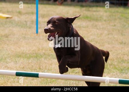 Il Tendring Hundred Show è la prima fiera agricola dell'Essex. Happy Tailwargers Dog Agility Display Team ha presentato uno spettacolo nell'arena della famiglia. Foto Stock