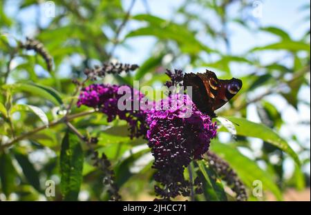 La mosca di Peacock atterra su una macchia di farfalle viola Foto Stock