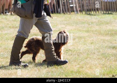 Frank Walker e il suo spaniel cocker danno una mostra di addestramento del cane e obbedienza al Tendring Hundred Show 2022 in Essex. Foto Stock