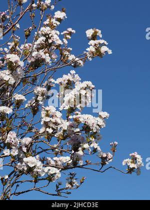 Il bianco e rosa pallido fiore di un Prunus Serrulata maturo, Amanogawa, palo di bandiera ciliegio albero contro un cielo blu brillante. Foto Stock