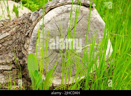 Il primo piano del vecchio ceppo di albero da taglio umano con luce calda e morbida sullo sfondo verde della superficie di erba Foto Stock