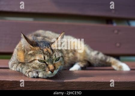 Un gatto tabby dorme su una panchina in campagna in una giornata estiva di sole. Un bellissimo animale domestico Foto Stock