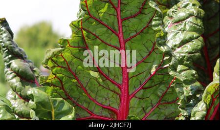 Primo piano di verdure rosse di barbabietola venata che mostrano il dettaglio delle foglie Foto Stock