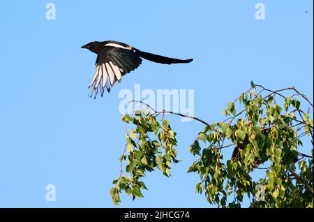 Berlino, Germania. 28th giugno 2022. 28.06.2022, Berlino. Una maggie (Pica picaa) vola fuori dal ramo di un albero. Credit: Wolfram Steinberg/dpa Credit: Wolfram Steinberg/dpa/Alamy Live News Foto Stock