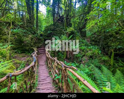Il muschio copriva rocce di Puzzlewood, un bosco vicino a Coleford, Royal Forest of Dean, Regno Unito. Foto Stock