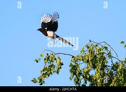 Berlino, Germania. 28th giugno 2022. 28.06.2022, Berlino. Una maggie (Pica picaa) vola fuori dal ramo di un albero. Credit: Wolfram Steinberg/dpa Credit: Wolfram Steinberg/dpa/Alamy Live News Foto Stock