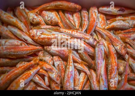 Mullet rosso (Mullus barbatus) esposto al mercato di Rialto a Venezia Foto Stock