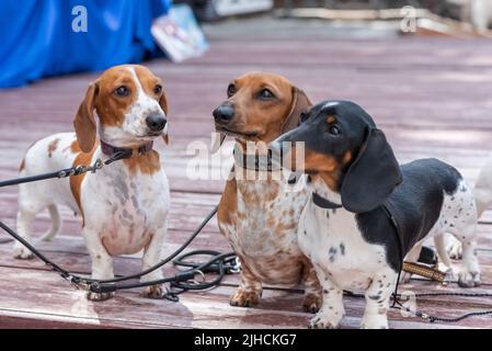 Tre simpatici dachshund pygmy avvistati su un podio di legno. Foto di alta qualità Foto Stock