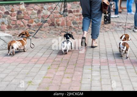 Tre mini dachshund su un guinzaglio dal retro. Foto di alta qualità Foto Stock