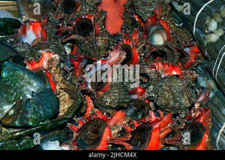 lumache di mare fresco in una bancarella di mercato per la vendita Foto Stock