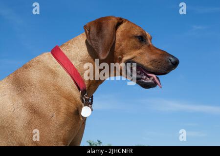 Ridgeback rhodesiano Foto Stock