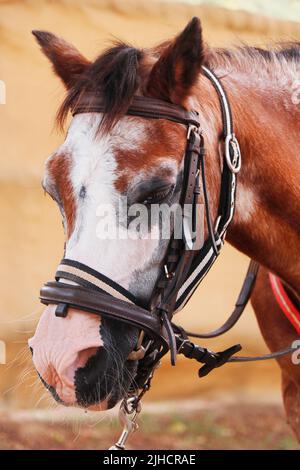 testa di cavallo di colore marrone e bianco in primo piano Foto Stock