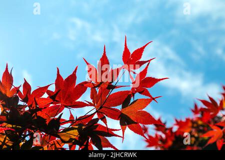 Foglie di un albero di acero rosso contro il cielo blu (West Ham Park, Newham, Londra, Regno Unito) Foto Stock