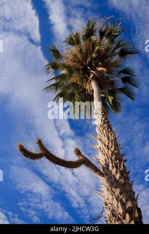 albero carnauba con cactus xique-xique, nativi del brasile nord-orientale Foto Stock