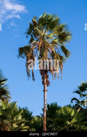 albero di carnauba - mazzo di frutta dalla palma originaria del brasile nord-orientale Foto Stock