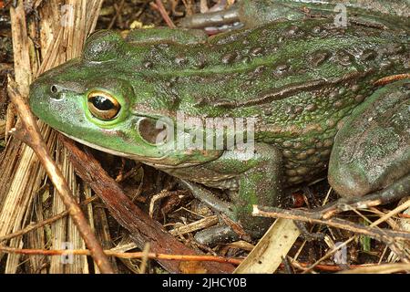 Rana campanaria meridionale (Ranoidea raniformis) Foto Stock