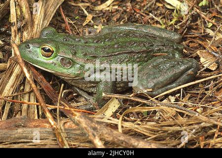 Rana campanaria meridionale (Ranoidea raniformis) Foto Stock