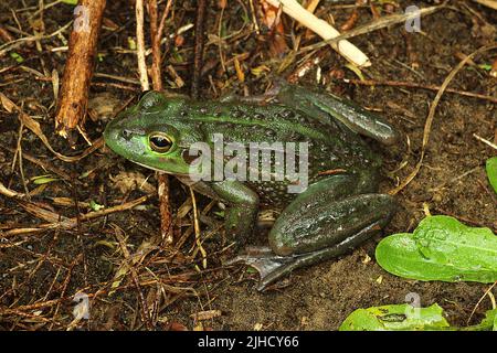 Rana campanaria meridionale (Ranoidea raniformis) Foto Stock