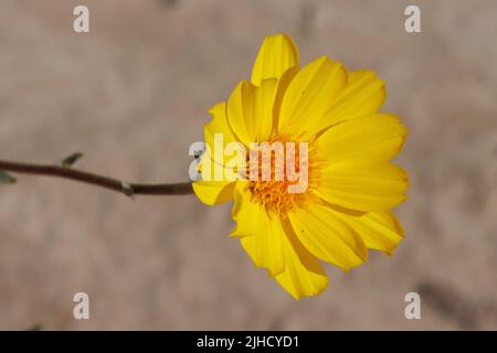 Il racemosio giallo fiorito irradia l'infiorescenza della testa di Geraea canescens, Asteraceae, nativo annuale nel deserto del Mojave del Nord, Springtime. Foto Stock
