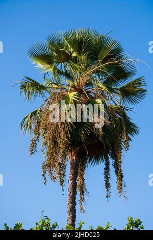 albero di carnauba - mazzo di frutta dalla palma originaria del brasile nord-orientale Foto Stock